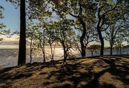 Shaded area among the trees and water Cinnabar Valley, Vancouver Island